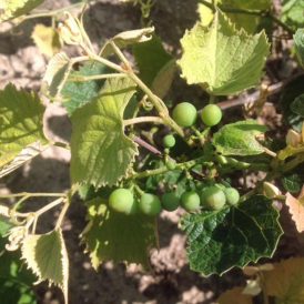 The Value of Perennials Image